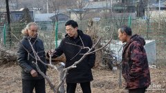【为贫困地区送年货】保定南峪葡京赌博网站村：省级林业专家送来科技“大礼